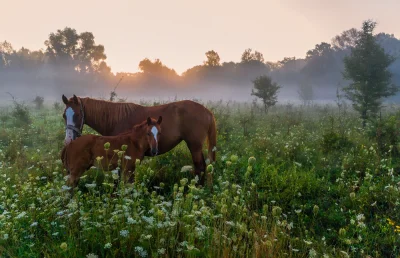 Лошади в деревне