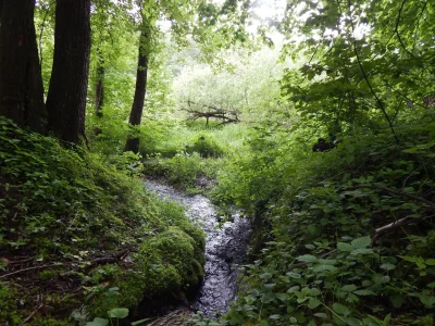 Битцевский лес Родник