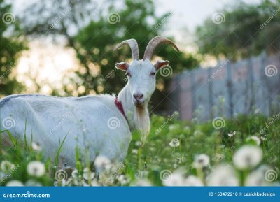 Коза во дворе