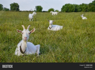 Козы пасутся