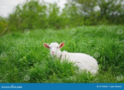 Коза на траве