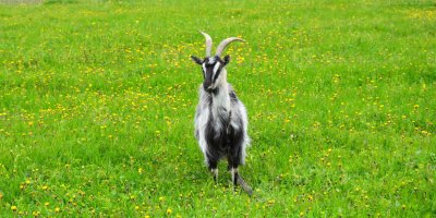 Козы на лугу