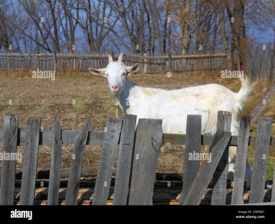 Коза за забором