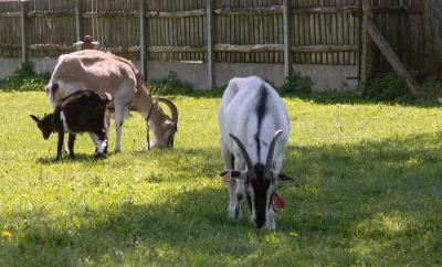 Козы на ферме