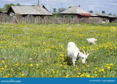 Козы в деревне фото