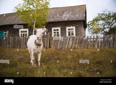 Деревенская коза