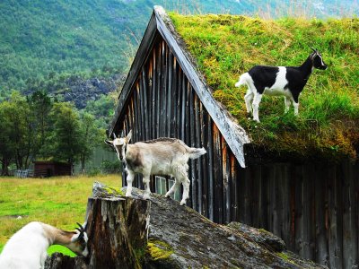 Коза Ностра ферма