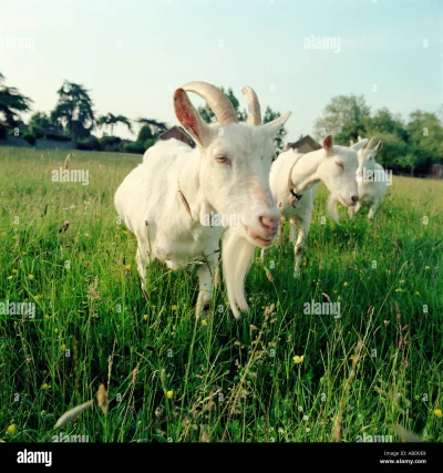 Коза в поле