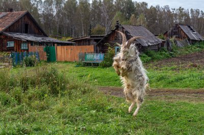 Козел деревенский