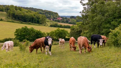 Коровы пасутся в деревне