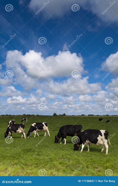 Коровы в поле