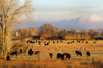 Утро на ферме