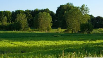 Природа летом