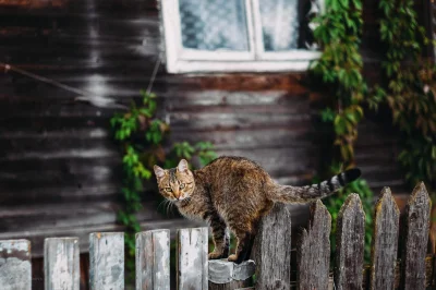 Деревенский кот