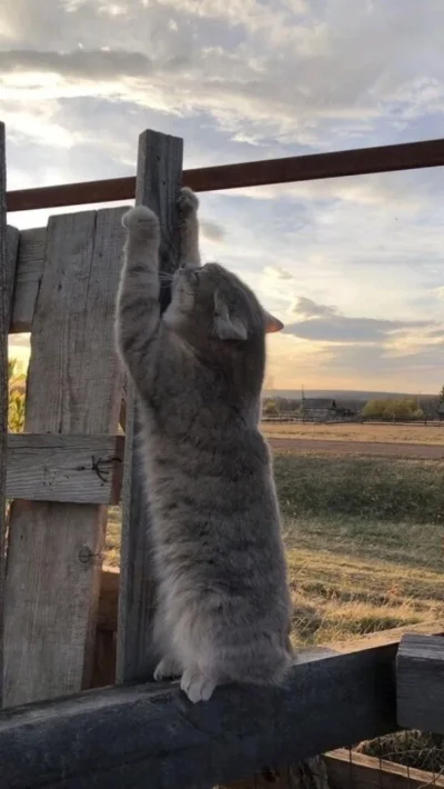 Деревенская кошка