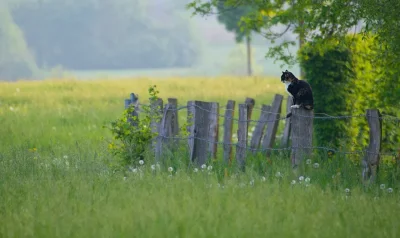 Коты на заборе