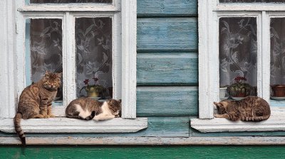 Коты в деревне на окне