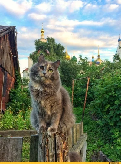 Деревенский кот