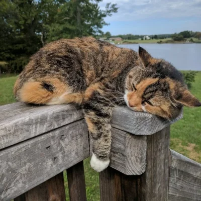 Деревенская кошка