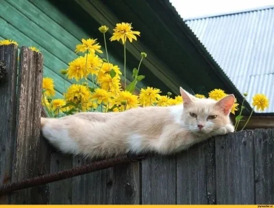 Деревенский кот