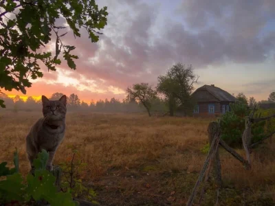 Коты в деревне