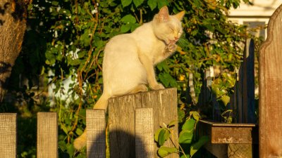 Деревенский кот