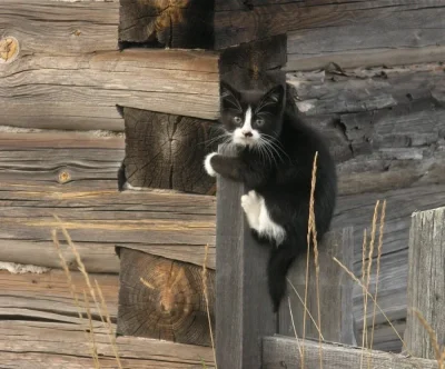 Деревенский кот