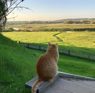 Деревенский кот