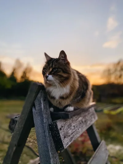 Кошка на природе