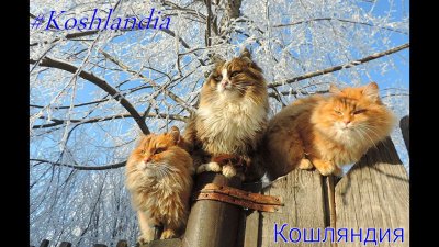 Кошляндия Аллы Лебедевой