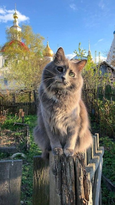 Деревенский кот