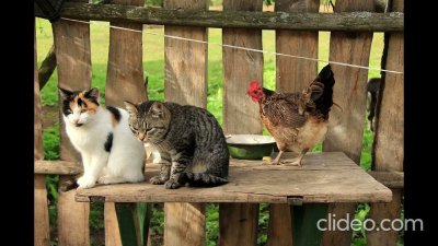 Животные в деревне