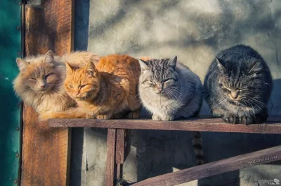 Деревенская кошка