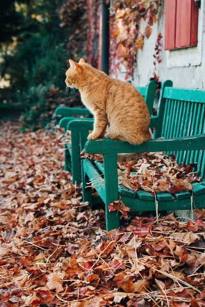 Рыжий кот осень