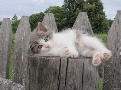 Деревенский котенок