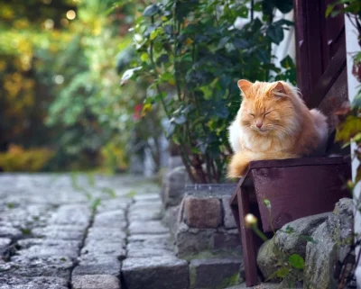 Рыжий котенок на улице