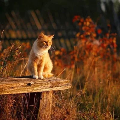 Деревенский кот