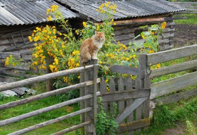 Деревенский кот