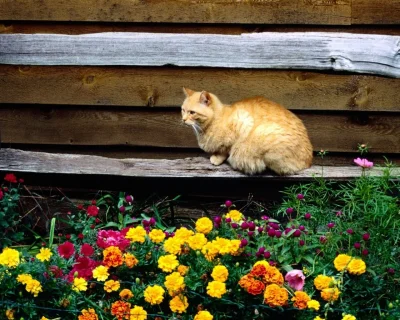 Кошка в деревне