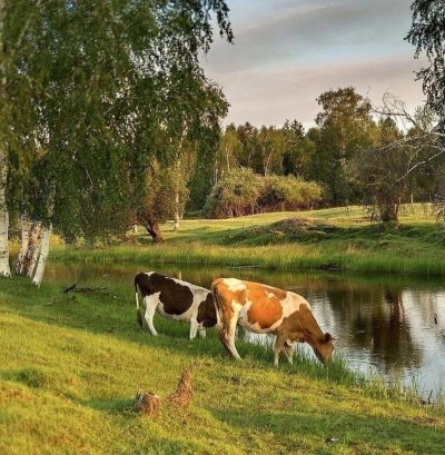 Животные в деревне