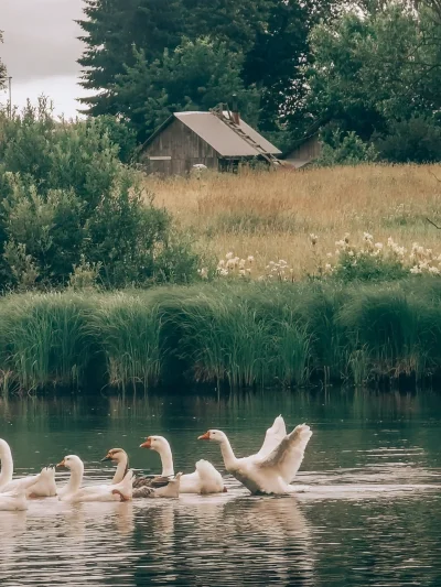 Пруд в деревне Эстетика