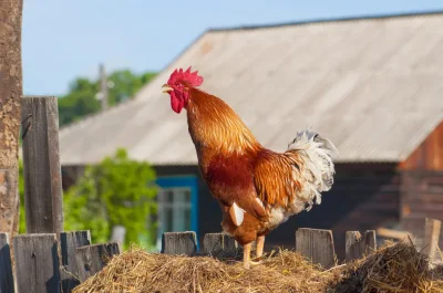 Дом петуха