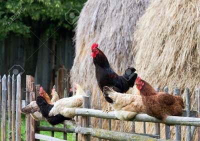 Петух в деревне