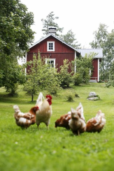 Домик для курочек