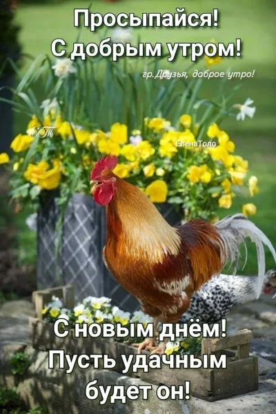 Петух деревенский