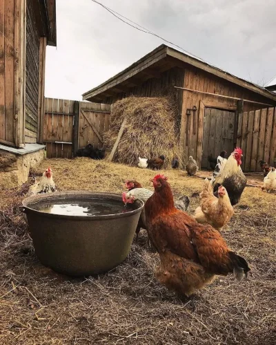 Курицы в деревне