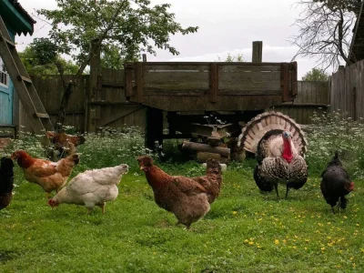 Куры в деревне