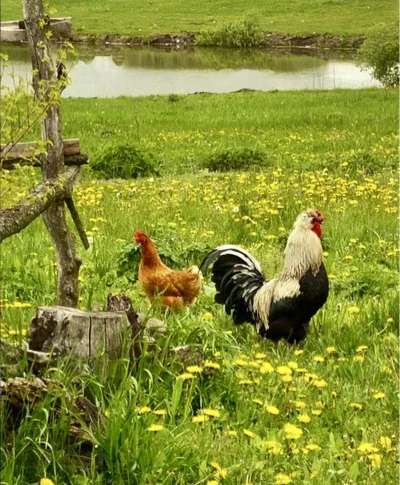 Куры в деревне