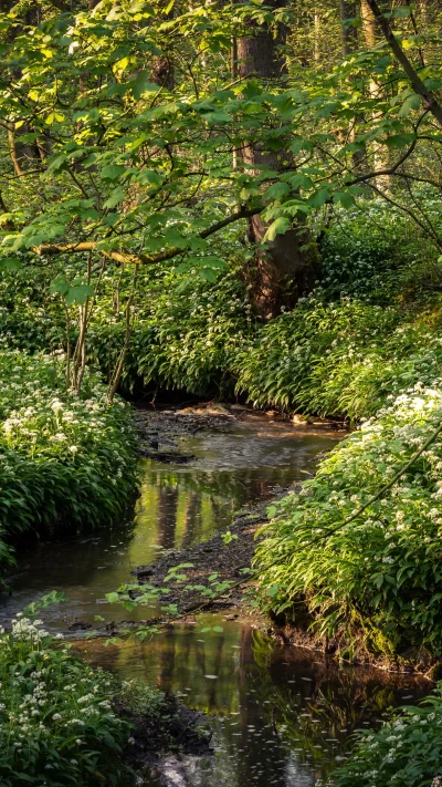 Каледонский лес Шотландия