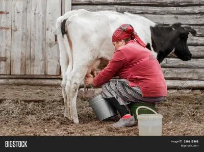 Женщина доит корову